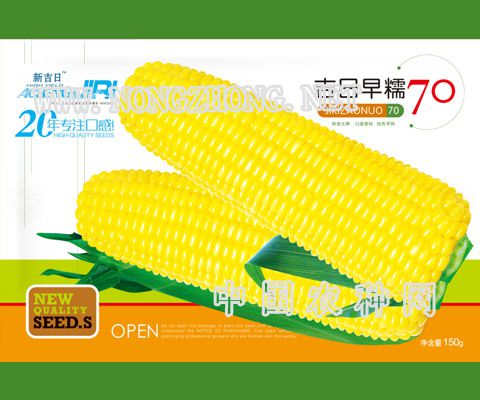 吉日早糯70